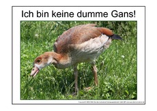 Dumme-Gans-2.pdf